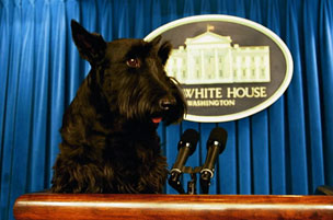 Barney Bush, the brains behind the President