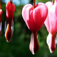 Bleeding heart.