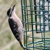 Downy woodpecker.
