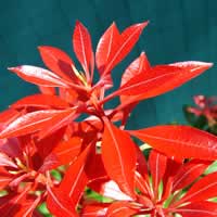 Japonica.