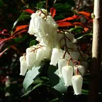 Japonica.