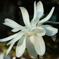 Magnolia.