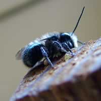 Mason bee.