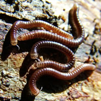 Millipedes.