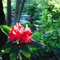 Rhododendron and creek.