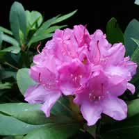 Rhododendron.